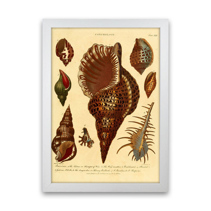 Vintage Conchology 2 Art Print by Jason Stanley White Grain