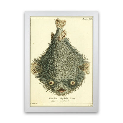 Vintage Japanese Fish Art Print by Jason Stanley White Grain