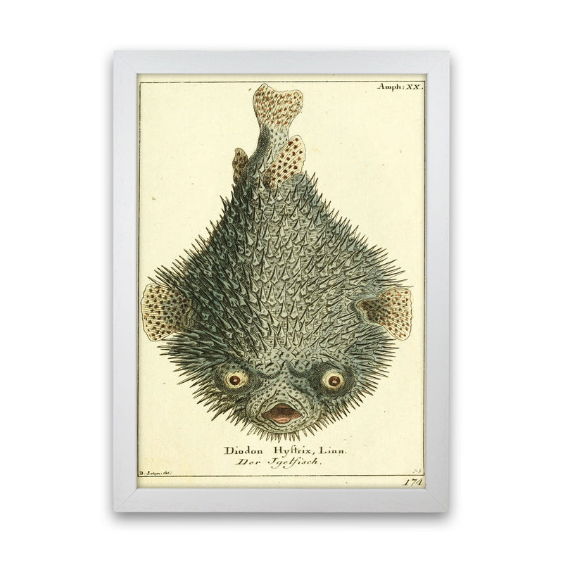 Vintage Japanese Fish Art Print by Jason Stanley White Grain