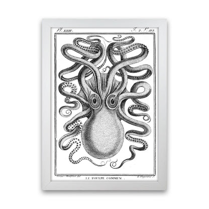 White Vintage Octopus Art Print by Jason Stanley White Grain