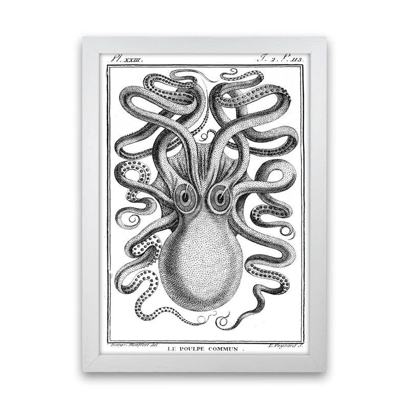 White Vintage Octopus Art Print by Jason Stanley White Grain
