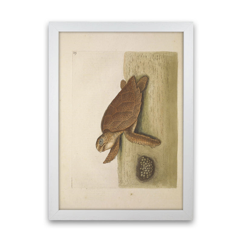 Vintage Sea Turtle Art Print by Jason Stanley White Grain