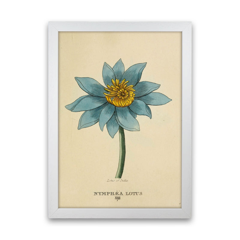 Vintage Lotus Flower Art Print by Jason Stanley White Grain