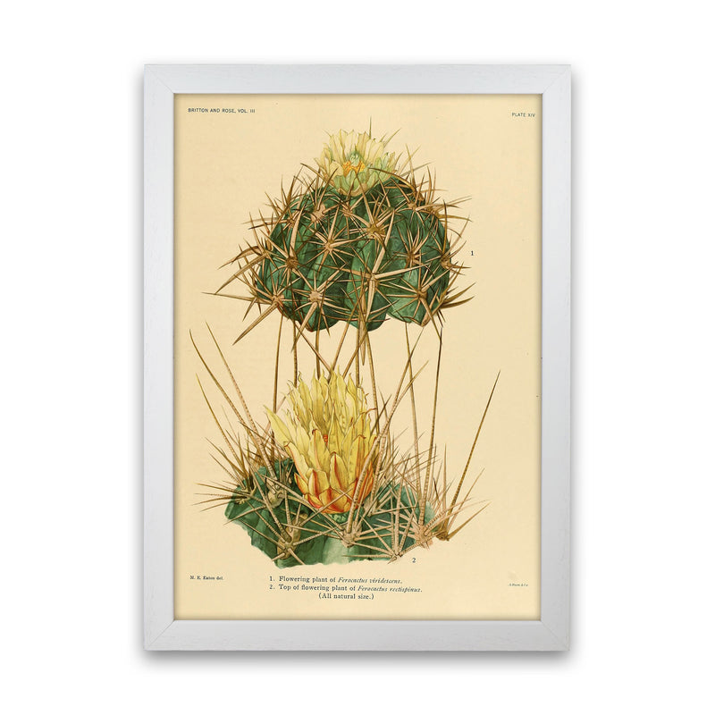 Cactus Series 10 Art Print by Jason Stanley White Grain