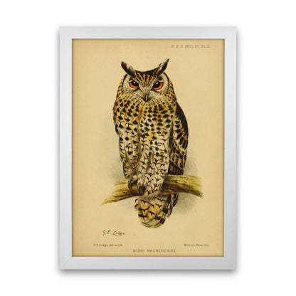 Vintage Owl Copy Art Print by Jason Stanley White Grain