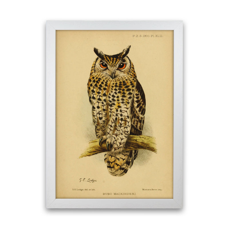 Vintage Owl Copy Art Print by Jason Stanley White Grain