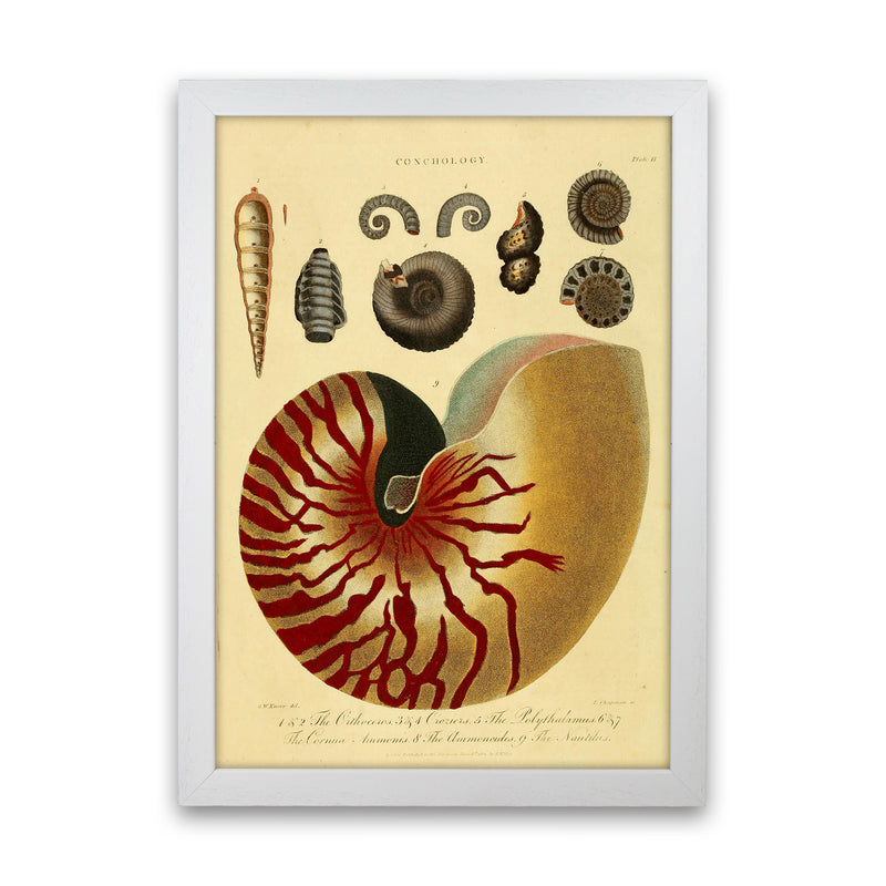 Vintage Conchology Art Print by Jason Stanley White Grain