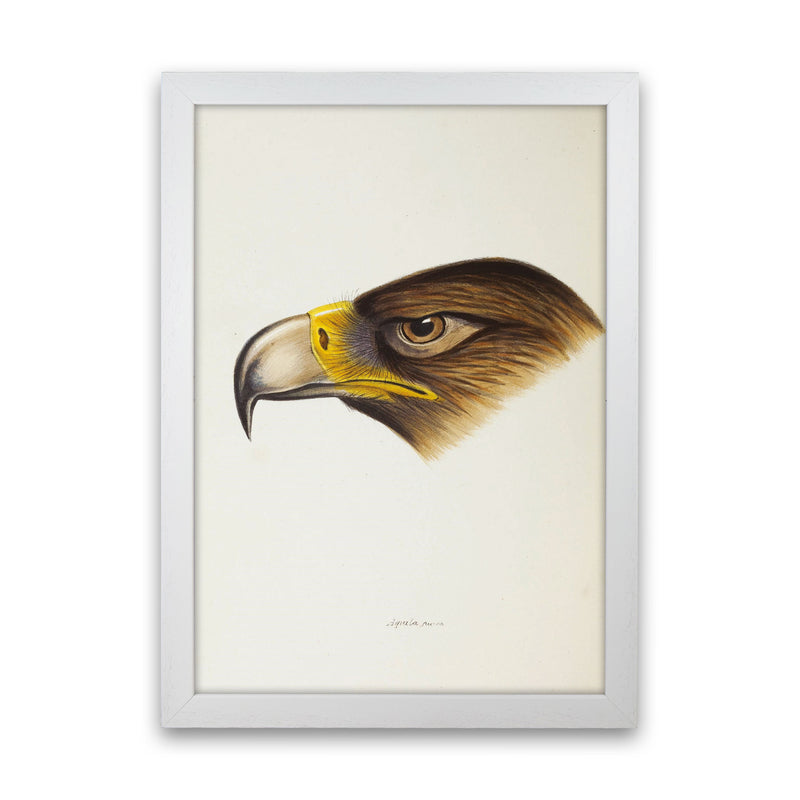 Vintage Eagle Face Art Print by Jason Stanley White Grain
