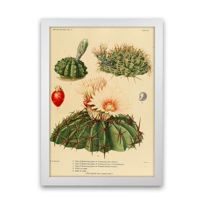 Cactus Series 14 Art Print by Jason Stanley White Grain