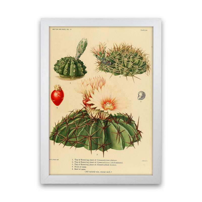 Cactus Series 14 Art Print by Jason Stanley White Grain