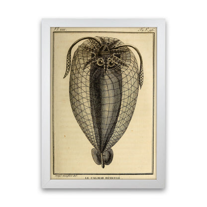 Vintage Squid 4 Art Print by Jason Stanley White Grain