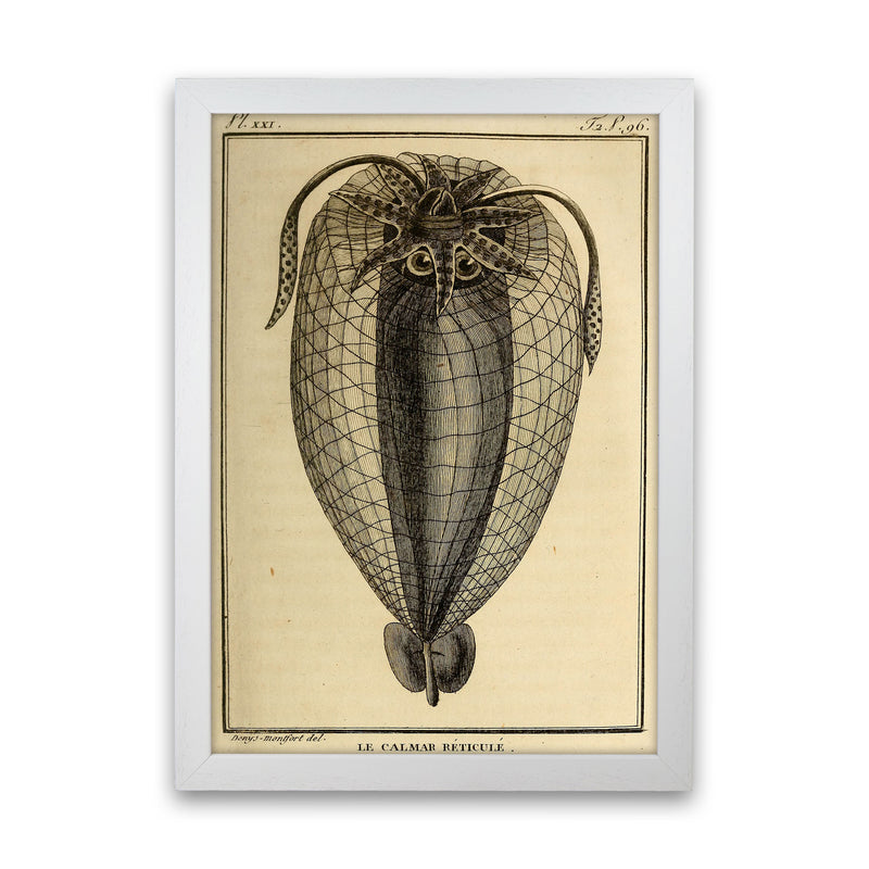 Vintage Squid 4 Art Print by Jason Stanley White Grain