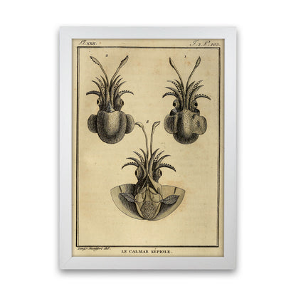Vintage Squid 3 Art Print by Jason Stanley White Grain