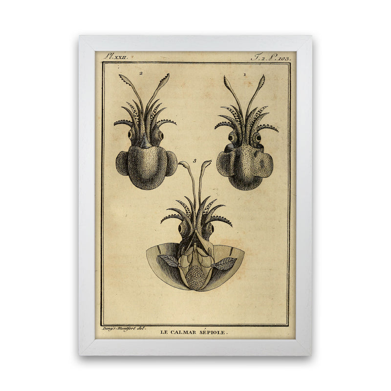 Vintage Squid 3 Art Print by Jason Stanley White Grain