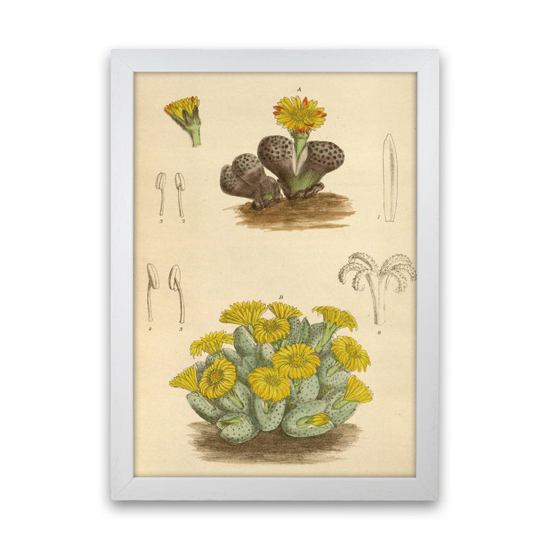Vintage Cactus III Art Print by Jason Stanley White Grain