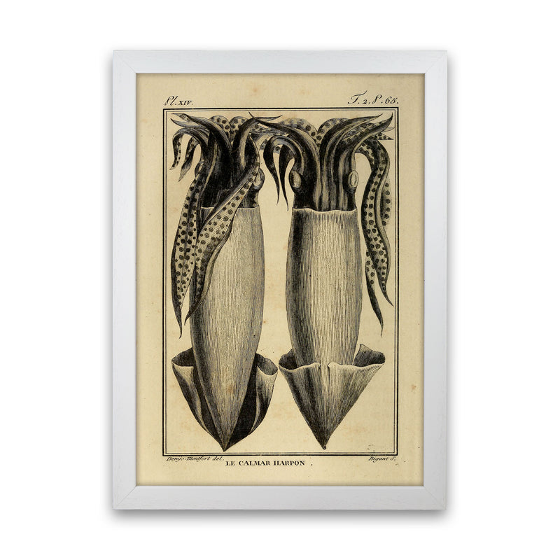 Vintage Squid 5 Art Print by Jason Stanley White Grain