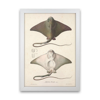 Vintage Stingray Art Print by Jason Stanley White Grain
