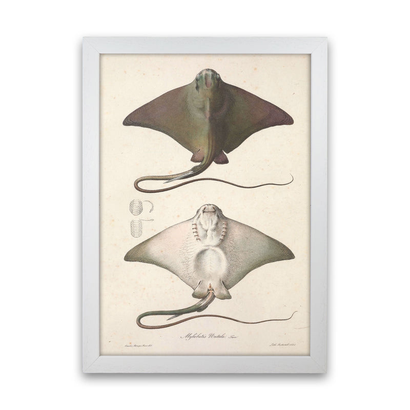 Vintage Stingray Art Print by Jason Stanley White Grain