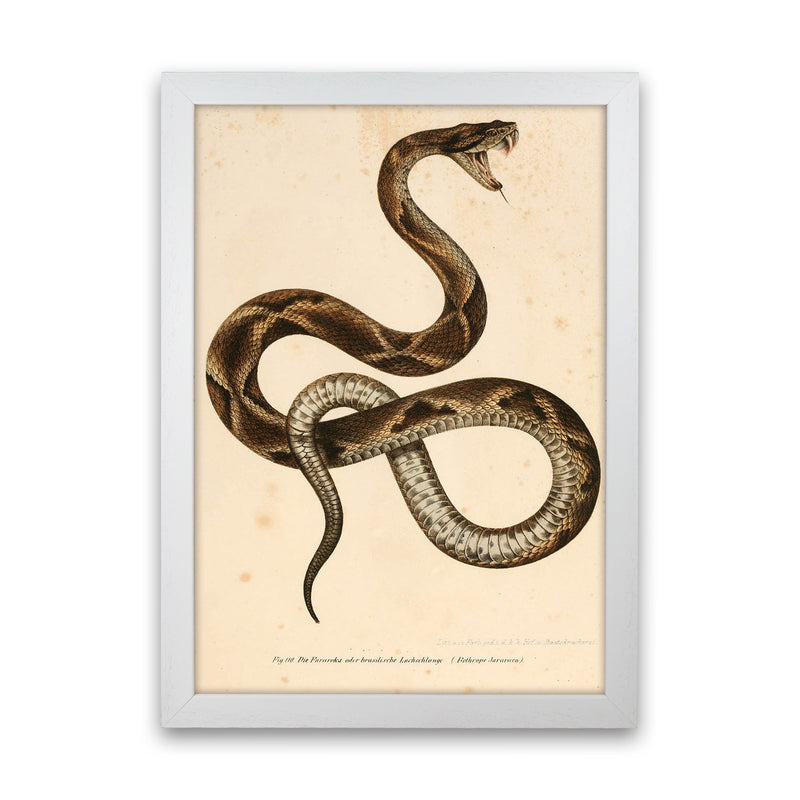 Vintage Snake Art Print by Jason Stanley