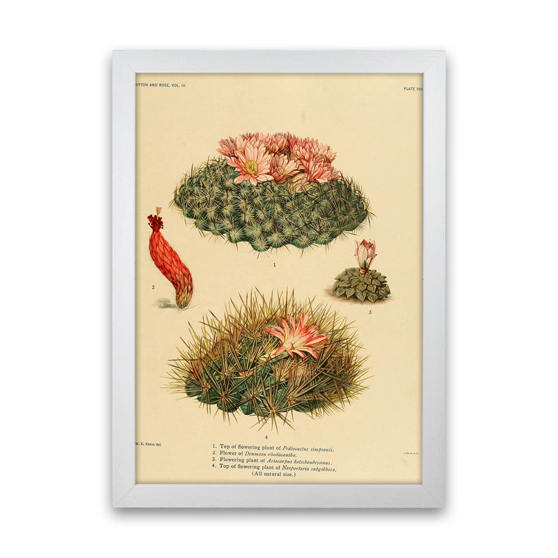 Cactus Series 7 Art Print by Jason Stanley White Grain