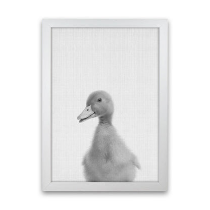 Curious Duck Art Print by Jason Stanley White Grain
