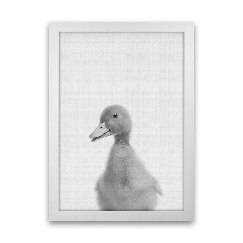 Curious Duck Art Print by Jason Stanley White Grain