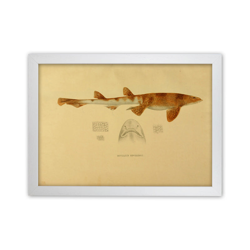 Shark Series 1 Art Print by Jason Stanley White Grain