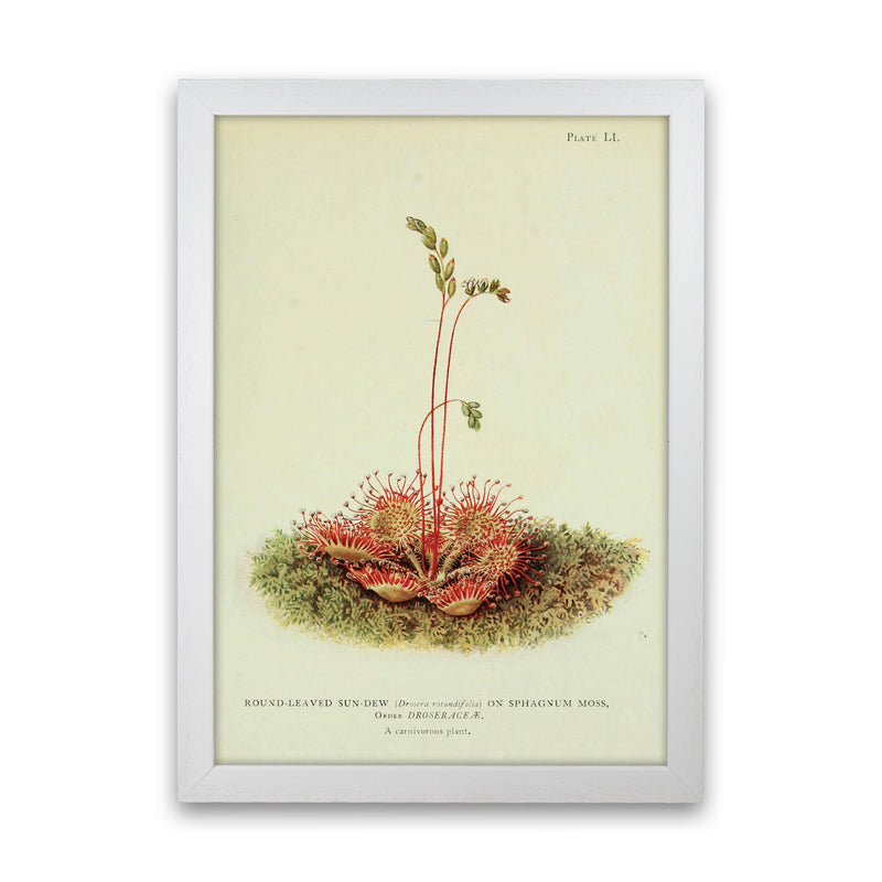 Venus Fly Trap Art Print by Jason Stanley White Grain