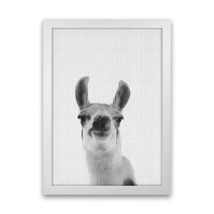 Llama Art Print by Jason Stanley White Grain
