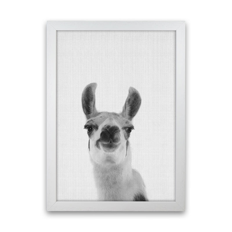 Llama Art Print by Jason Stanley White Grain