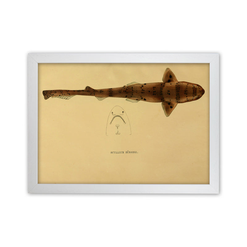 Shark Series 2 Art Print by Jason Stanley White Grain