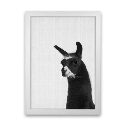 Llama #2 Art Print by Jason Stanley White Grain