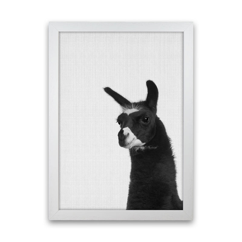 Llama