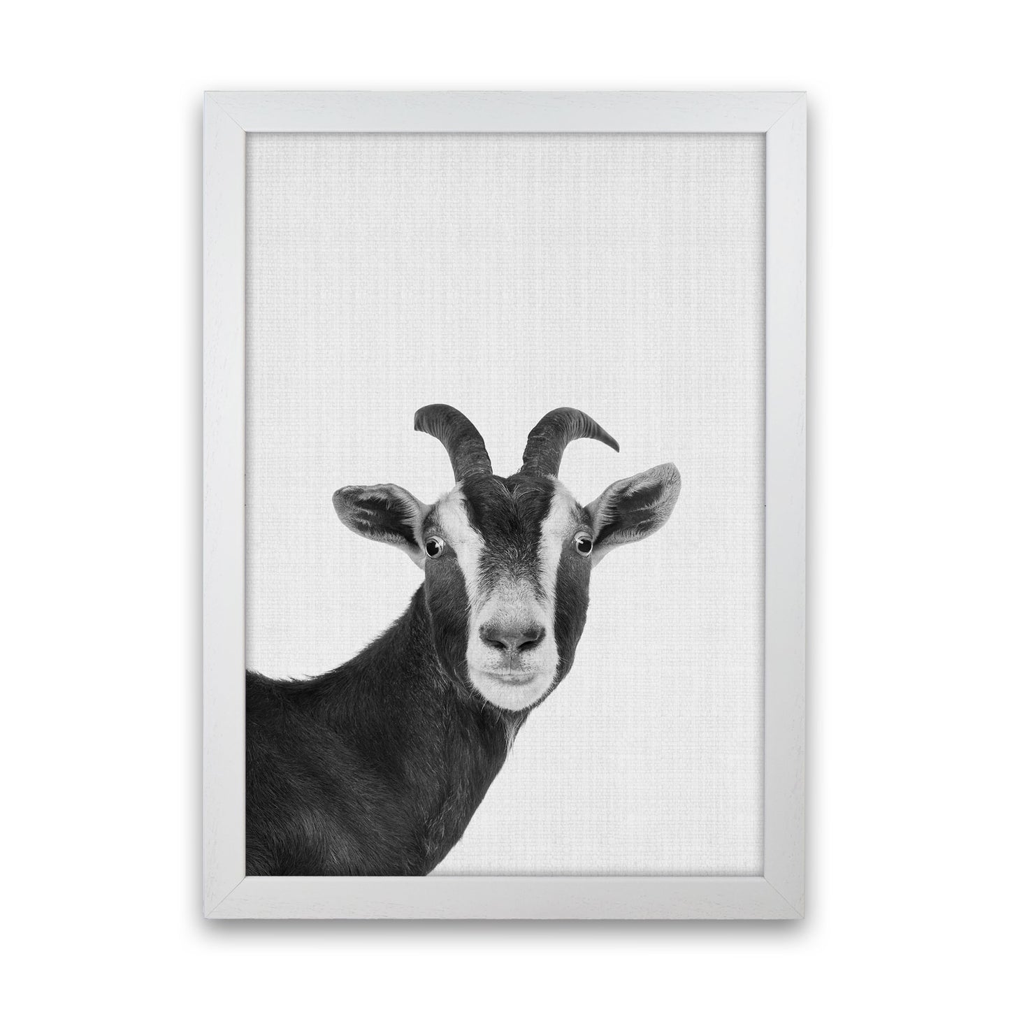 Surprised Goat Art Print by Jason Stanley White Grain