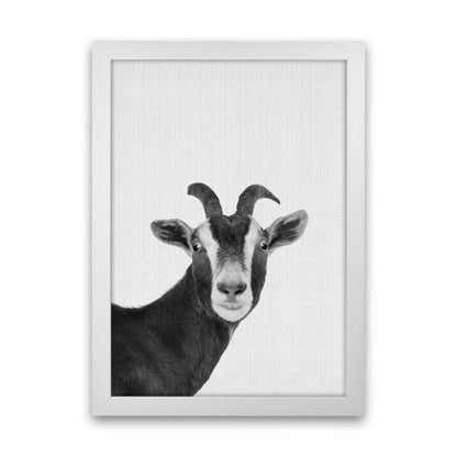 Surprised Goat Art Print by Jason Stanley White Grain