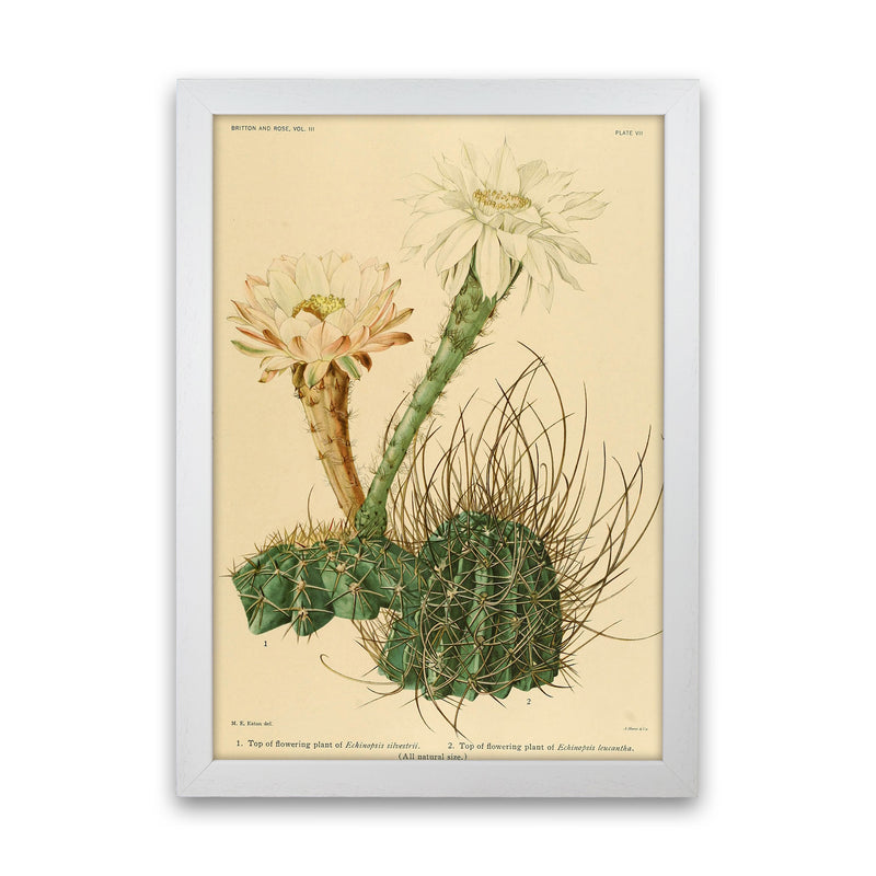 Cactus Series 6 Art Print by Jason Stanley White Grain
