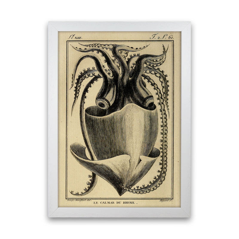 Vintage Squid Art Print by Jason Stanley White Grain