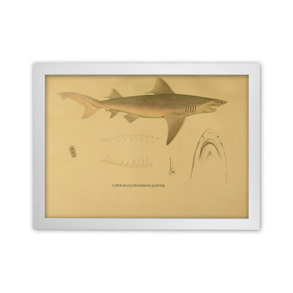 Shark Series 3 Art Print by Jason Stanley White Grain