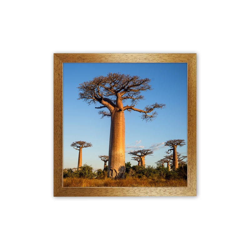 Giants Art Print by Karsten Wrobel Oak Grain
