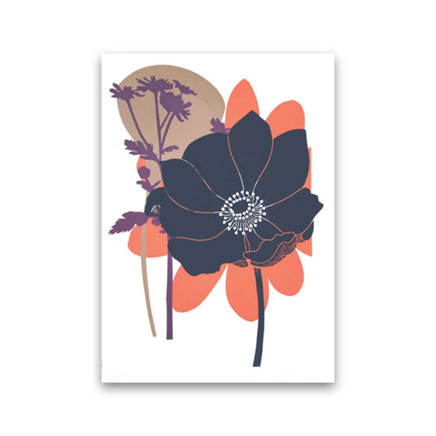 Anemone Coronaria Art Print by Kate Heiss Print Only