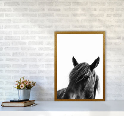 Black Beauty Photography Art Print by Kubistika A2 Print Only