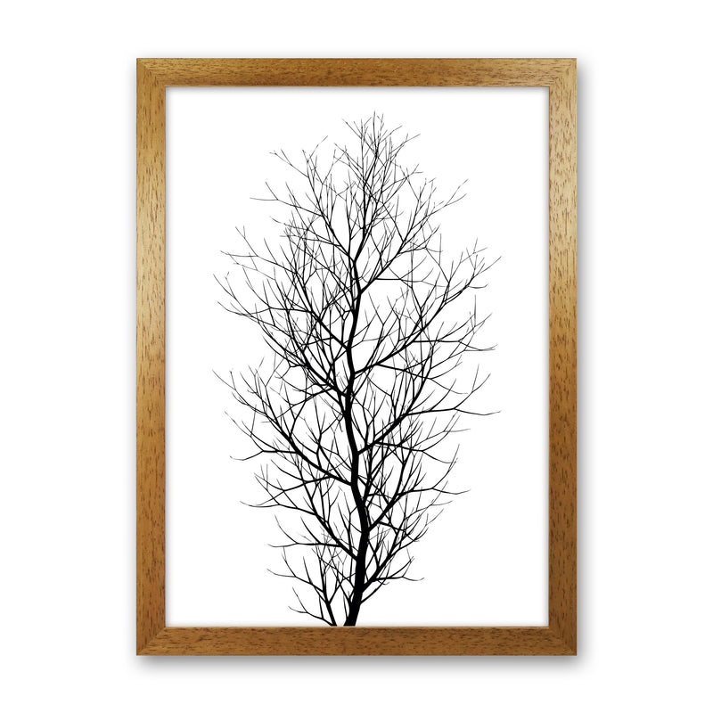 The Tree - BLACK Contemporary Art Print by Kubistika Oak Grain
