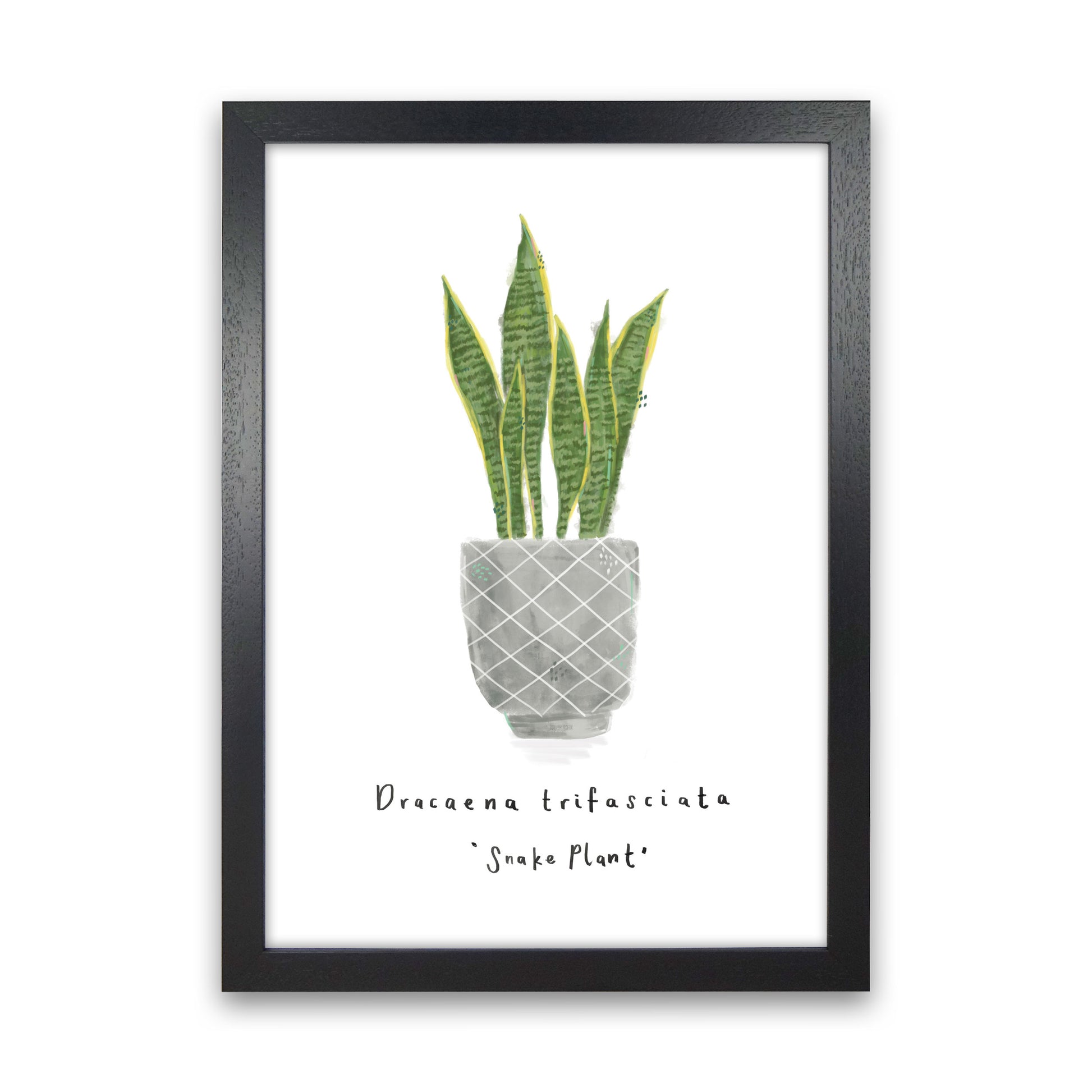 Snake Plant  Art Print by Laura Irwin Black Grain