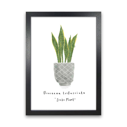 Snake Plant  Art Print by Laura Irwin Black Grain