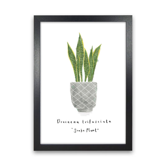 Snake Plant  Art Print by Laura Irwin Black Grain