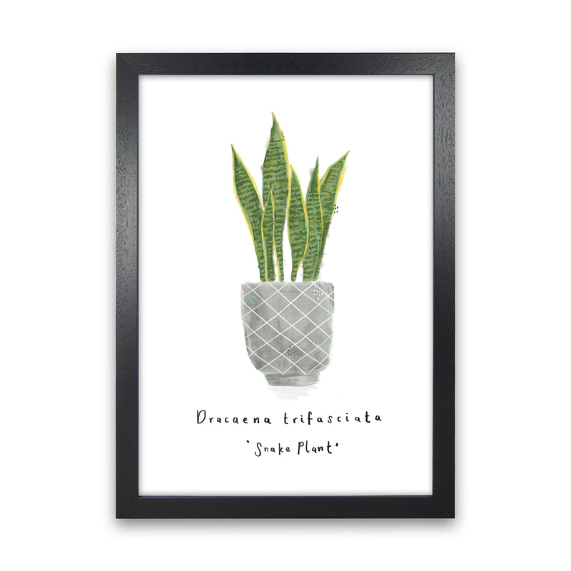 Snake Plant  Art Print by Laura Irwin Black Grain