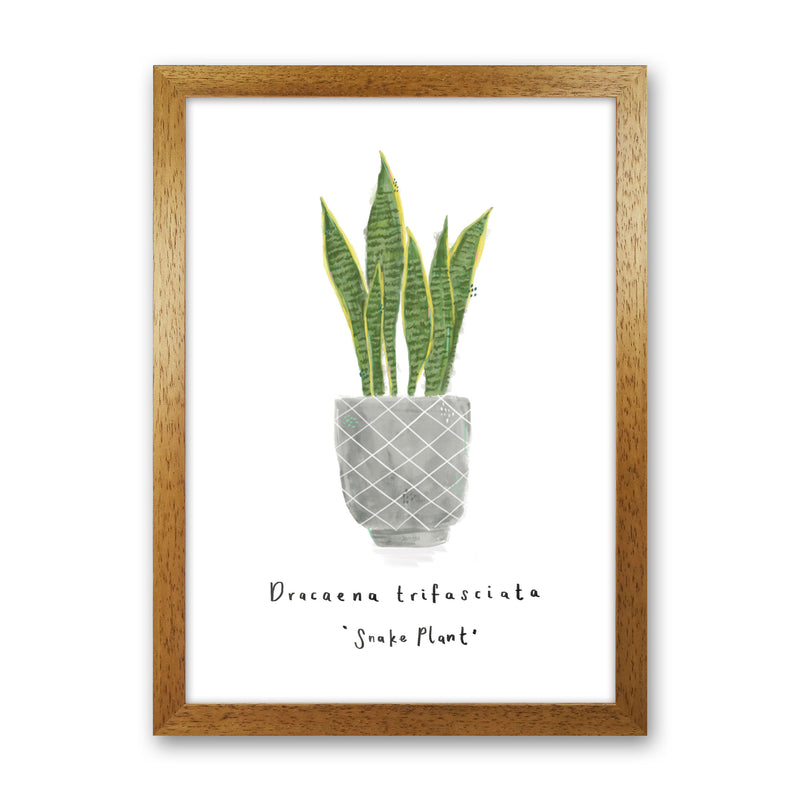 Snake Plant  Art Print by Laura Irwin Oak Grain