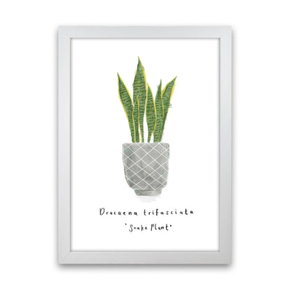 Snake Plant  Art Print by Laura Irwin White Grain