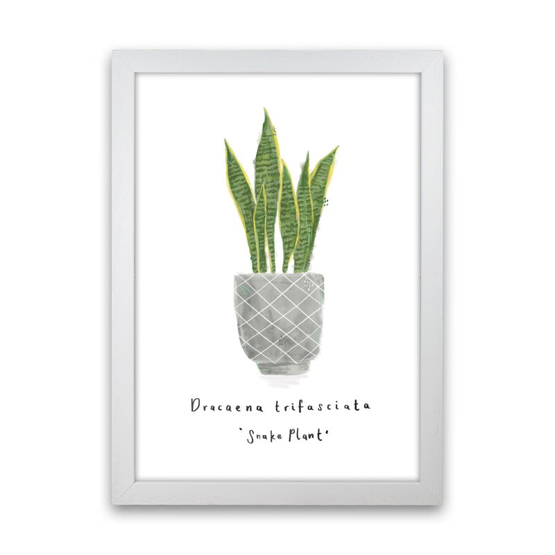 Snake Plant  Art Print by Laura Irwin White Grain