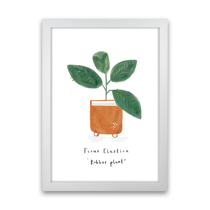 Rubber Plant  Art Print by Laura Irwin White Grain